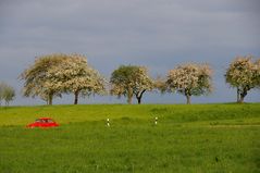 roter Käfer in grüner Natur