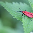 Roter Käfer vor grünem HIntergrund