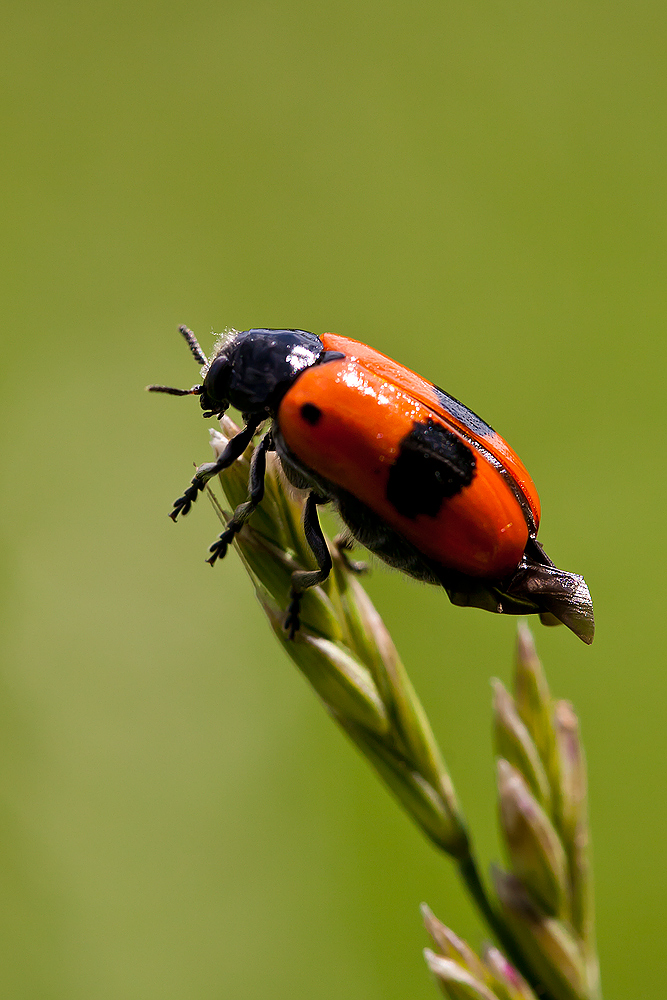 Roter Kafer Ameisen Sackkafer Foto Bild Tiere Wildlife Insekten Bilder Auf Fotocommunity