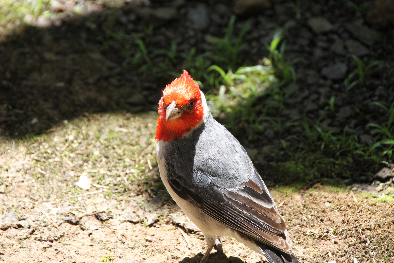 Roter Kardinal auf Maui