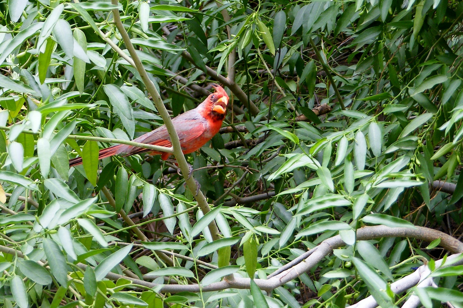 Roter Kardinal  -  Cardinalis cardinalis