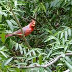 Roter Kardinal  -  Cardinalis cardinalis