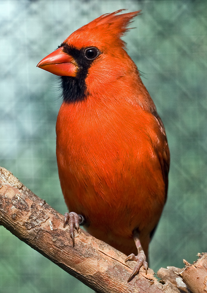 Roter Kardinal