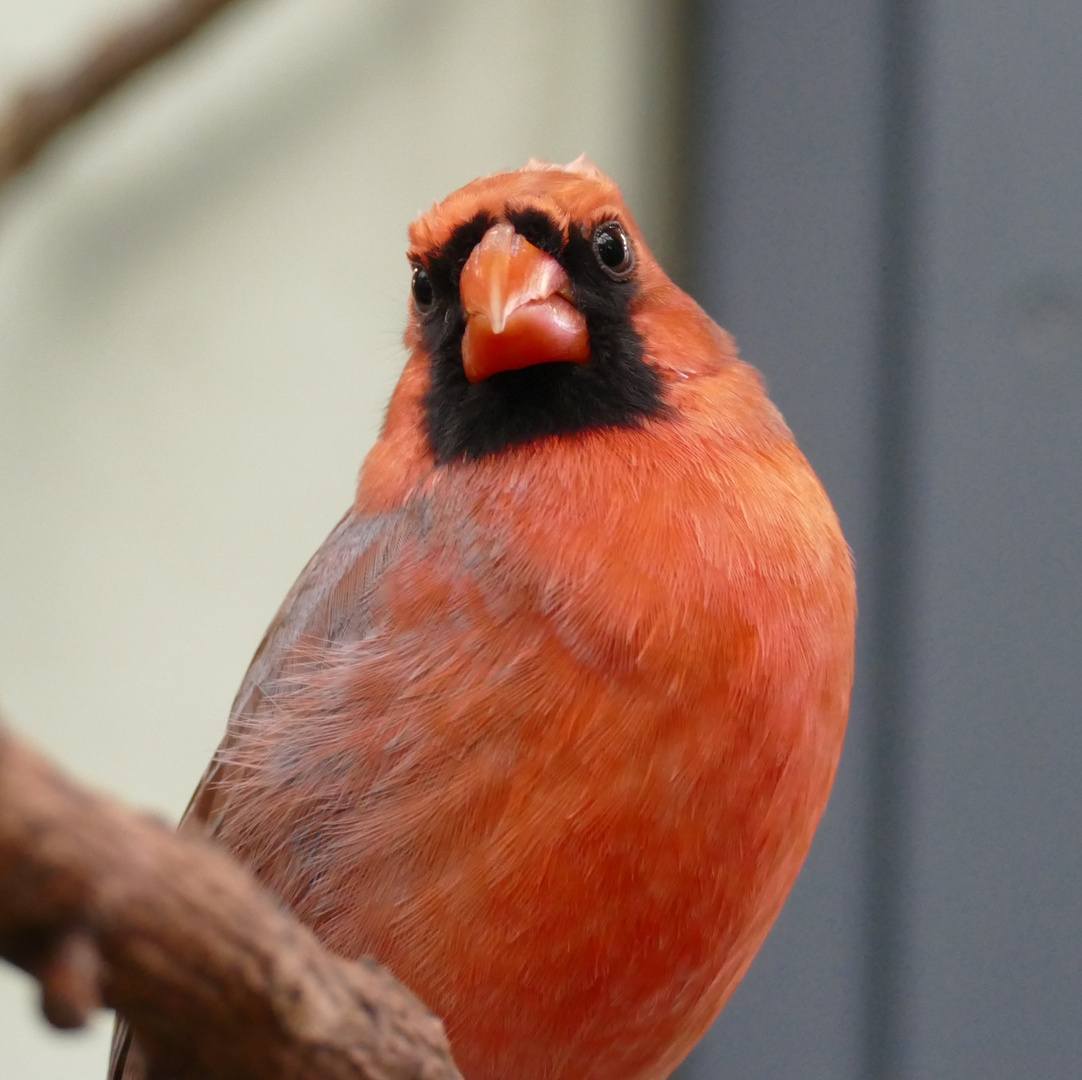 Roter Kardinal im Kölner Zoo