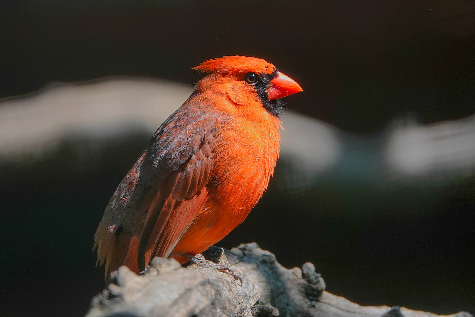 Roter Kardinal (Männchen) beim kurzen Sonnenbad