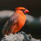 Roter Kardinal (Männchen) beim kurzen Sonnenbad
