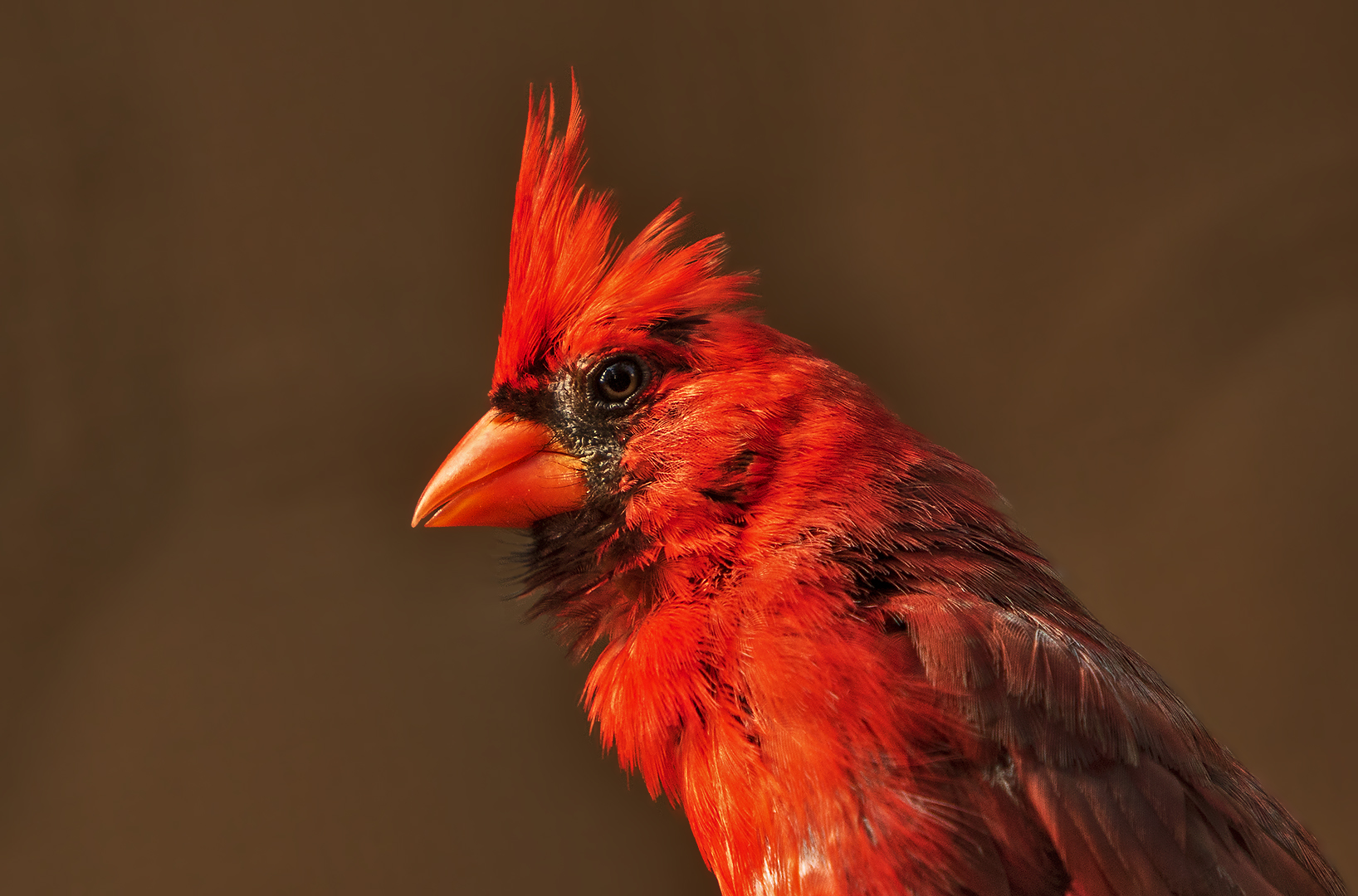Roter Kardinal-Portrait 001