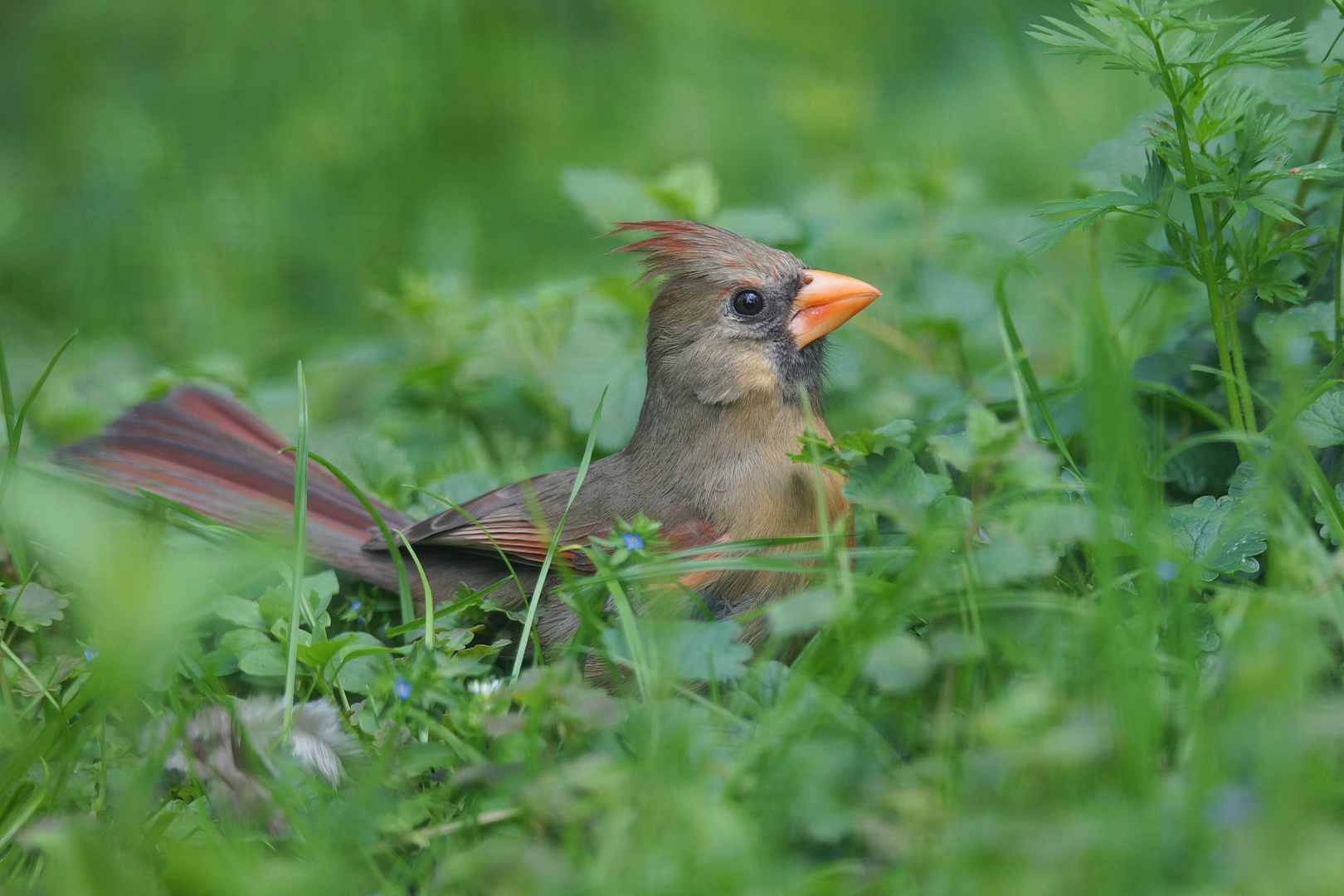 Roter Kardinal Weibchen