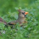 Roter Kardinal Weibchen