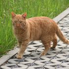 Roter Kater