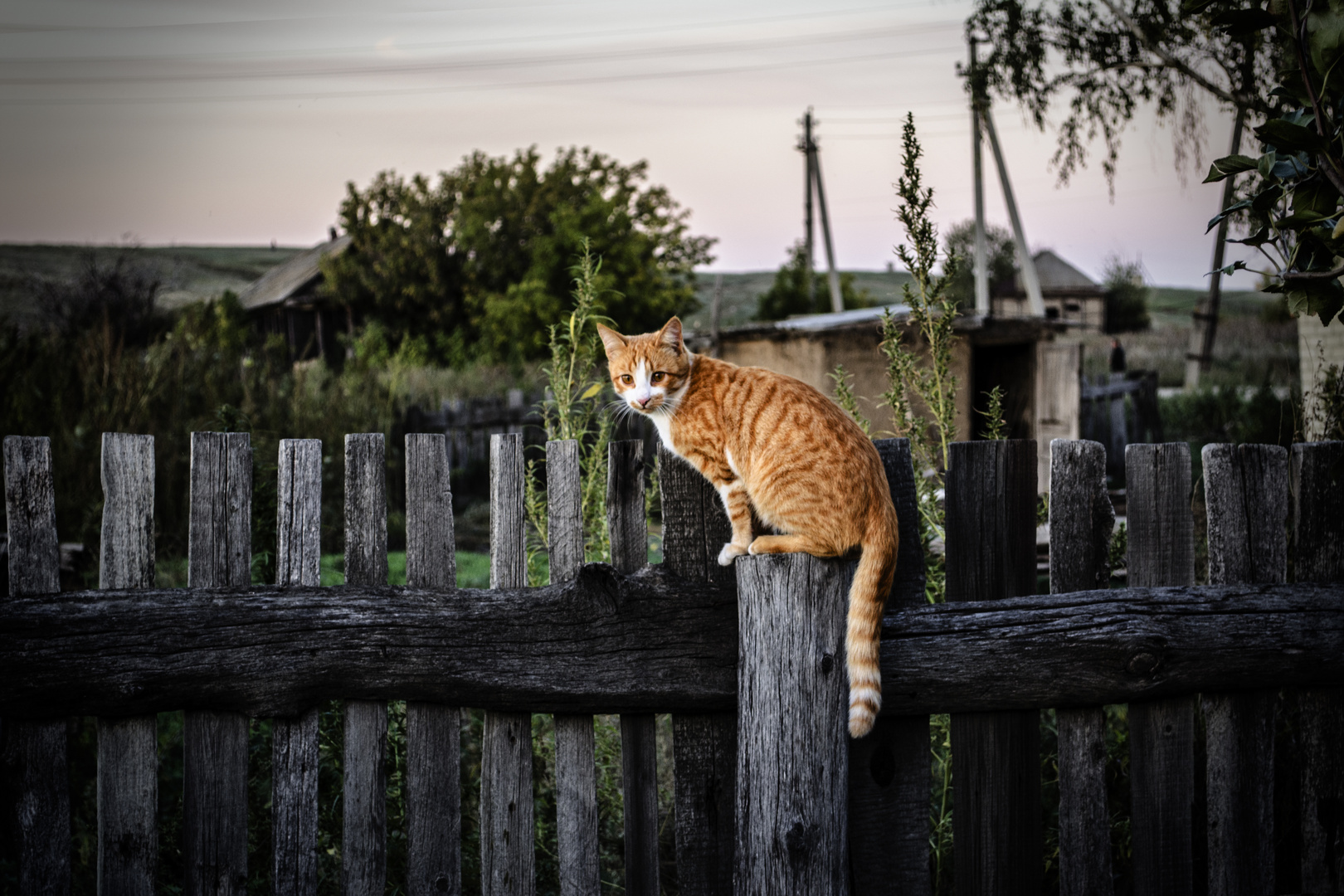 Roter Kater