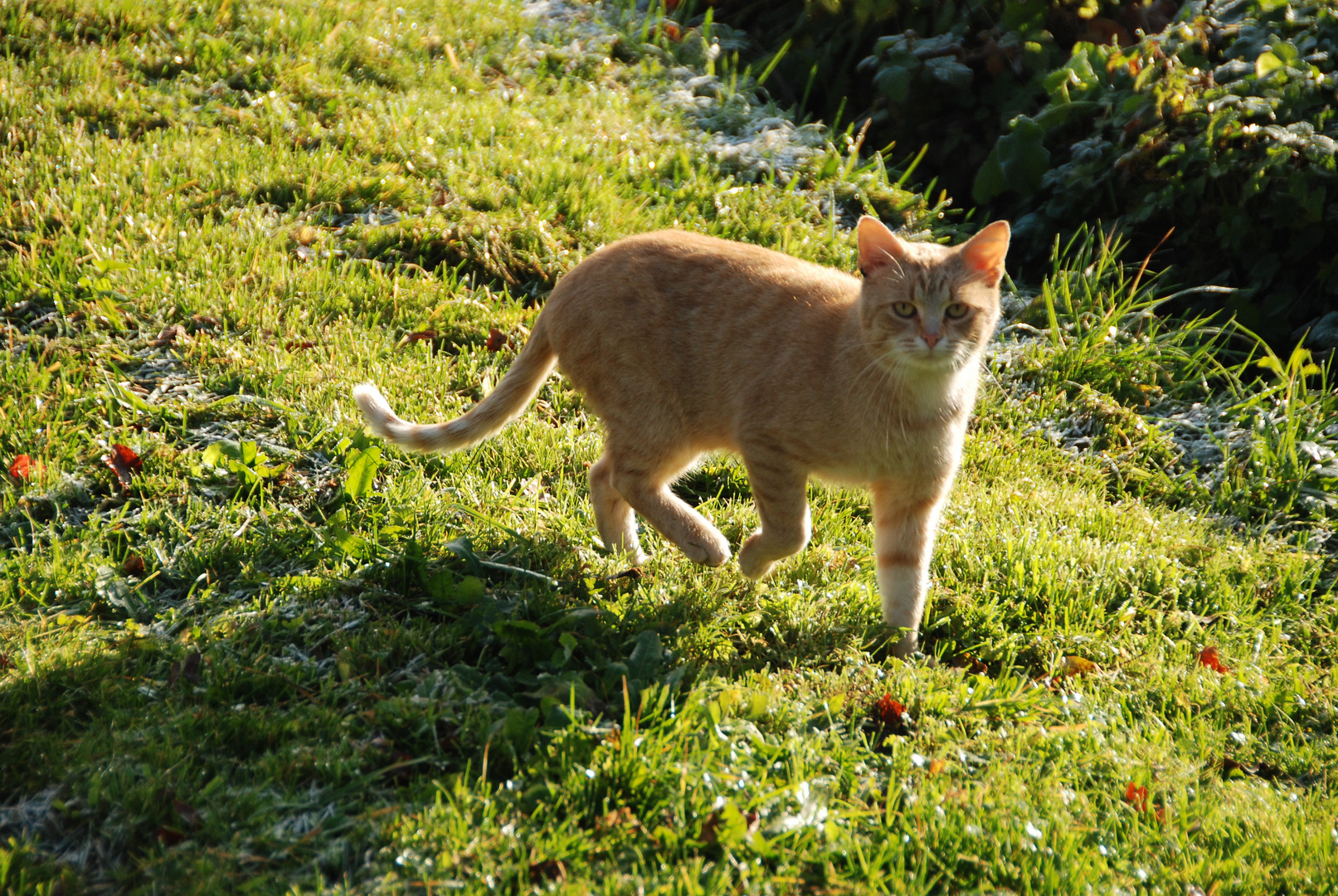 roter Kater am Morgen