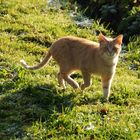 roter Kater am Morgen