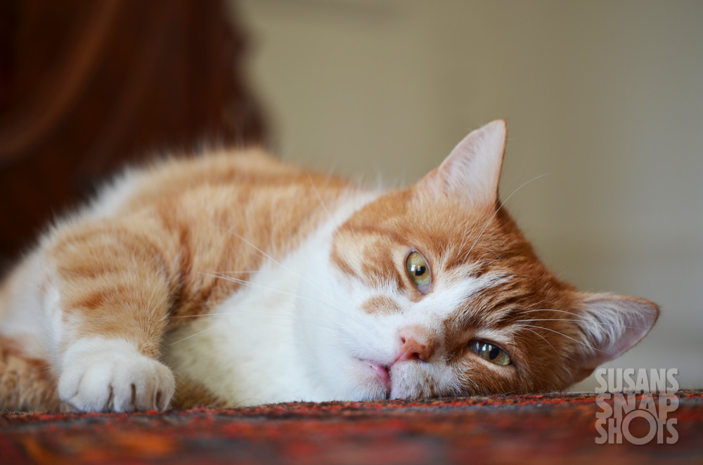 Roter Kater auf rotem Teppich