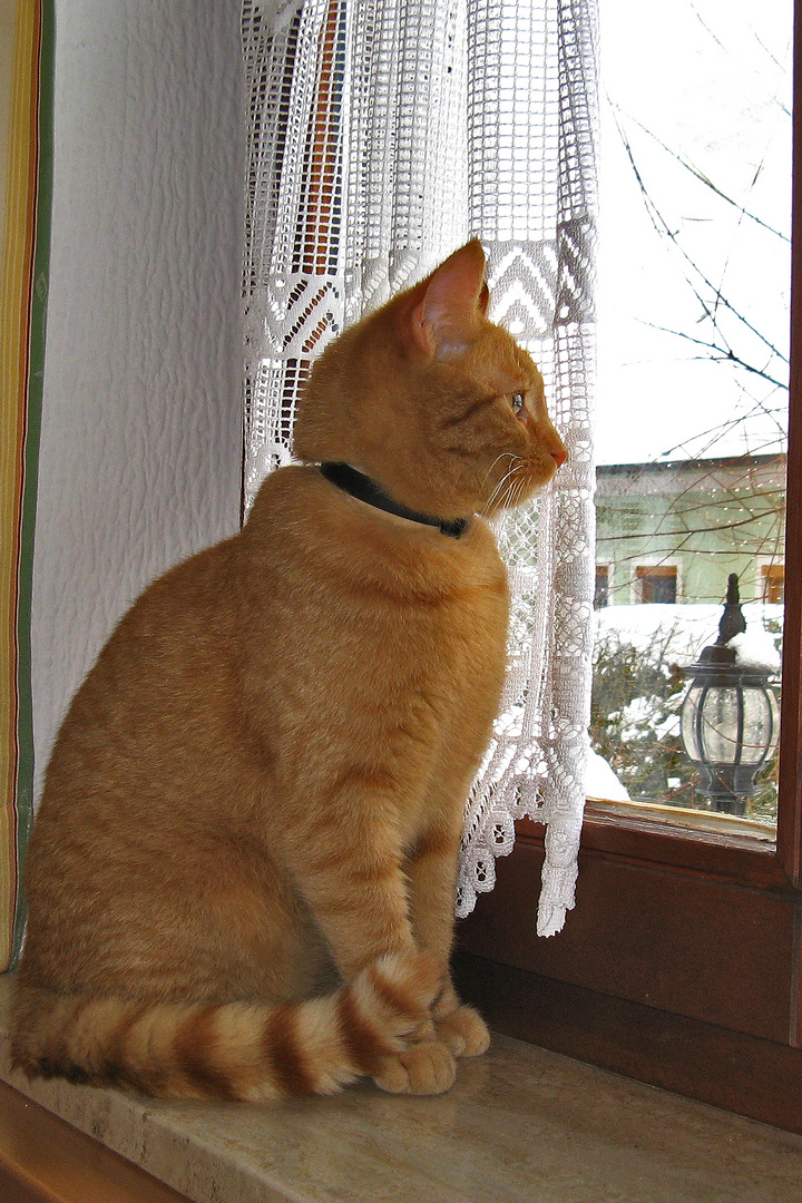 Roter Kater Foto & Bild tiere, haustiere, jahreszeiten Bilder auf