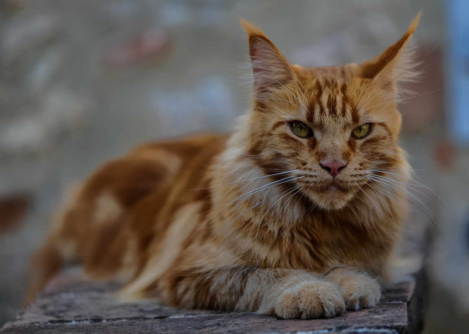 Roter Kater Foto & Bild tiere, haustiere, katzen Bilder auf