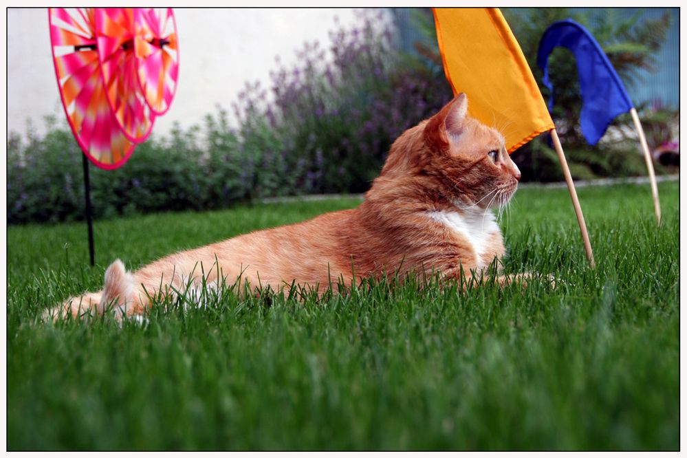 Roter Kater im grünen Gras