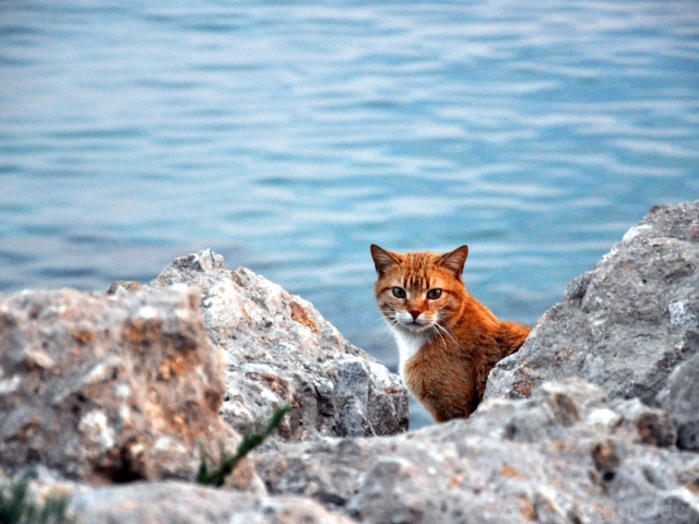 Roter Kater im Hafen / Sardinien