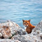 Roter Kater im Hafen / Sardinien