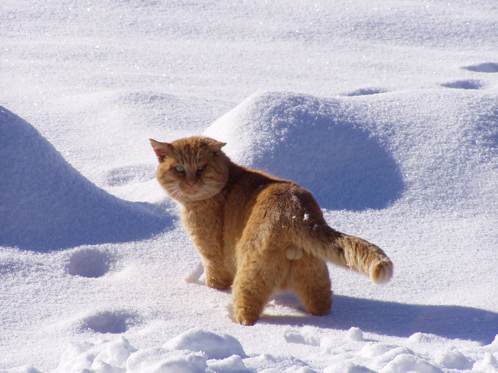 Roter Kater im Schnee - Schweiz, Berner Oberland