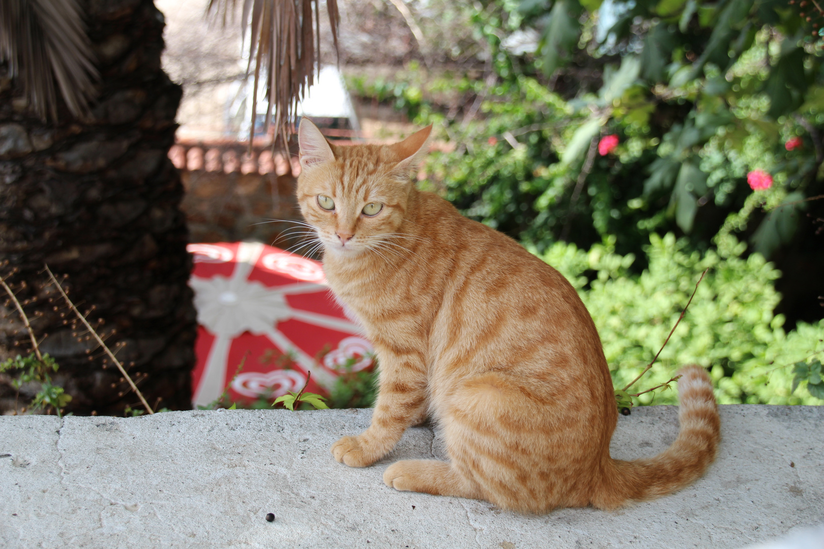 Roter Kater in Antalya