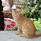 Roter Kater in Antalya