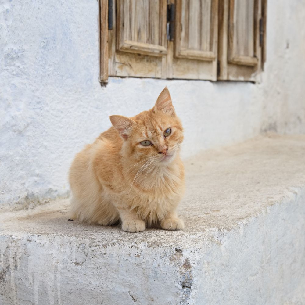Roter Kater in Chefchauen Foto & Bild africa, morocco, north africa Bilder auf