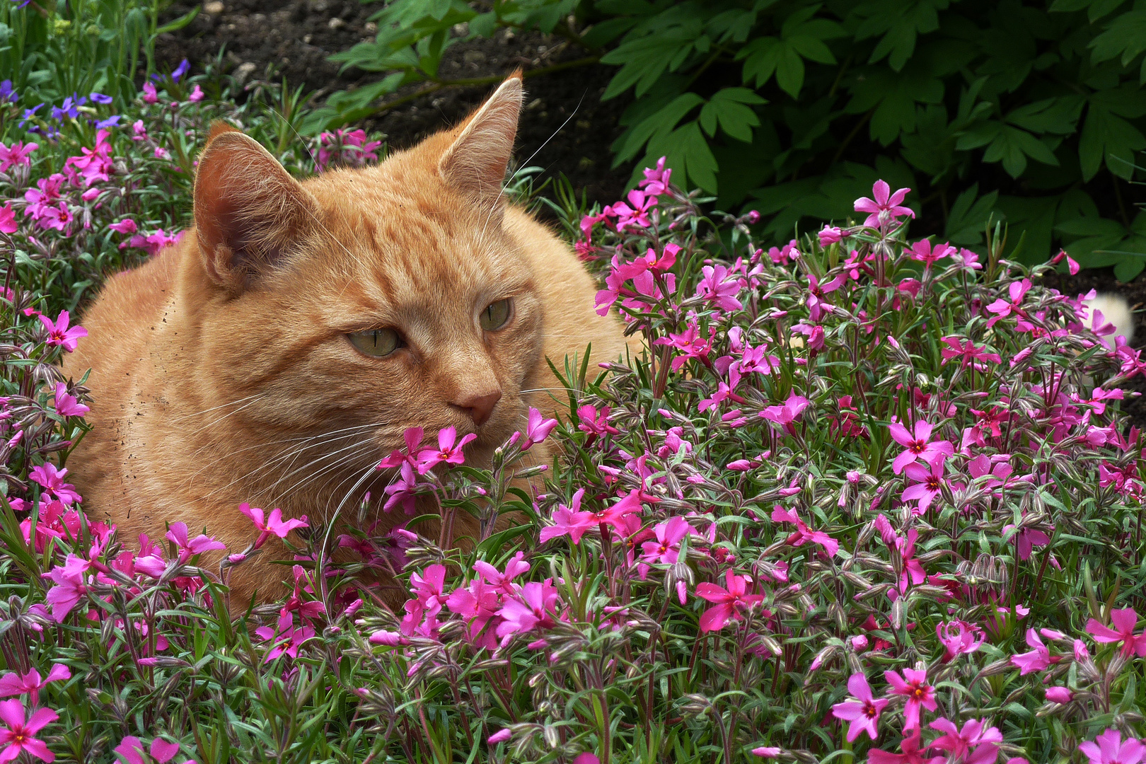 Roter Kater in den Blumen