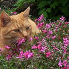 Roter Kater in den Blumen