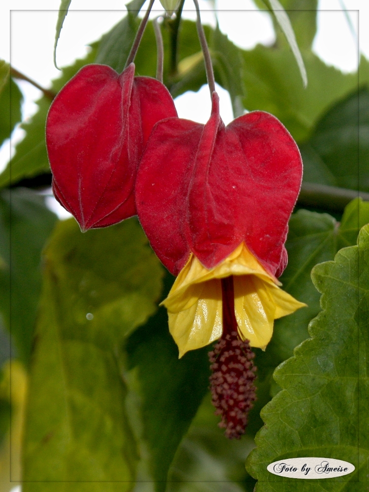 Roter Kelch aus der Nähe