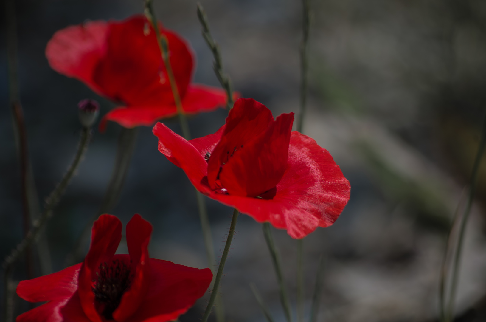 Roter Klatschmohn