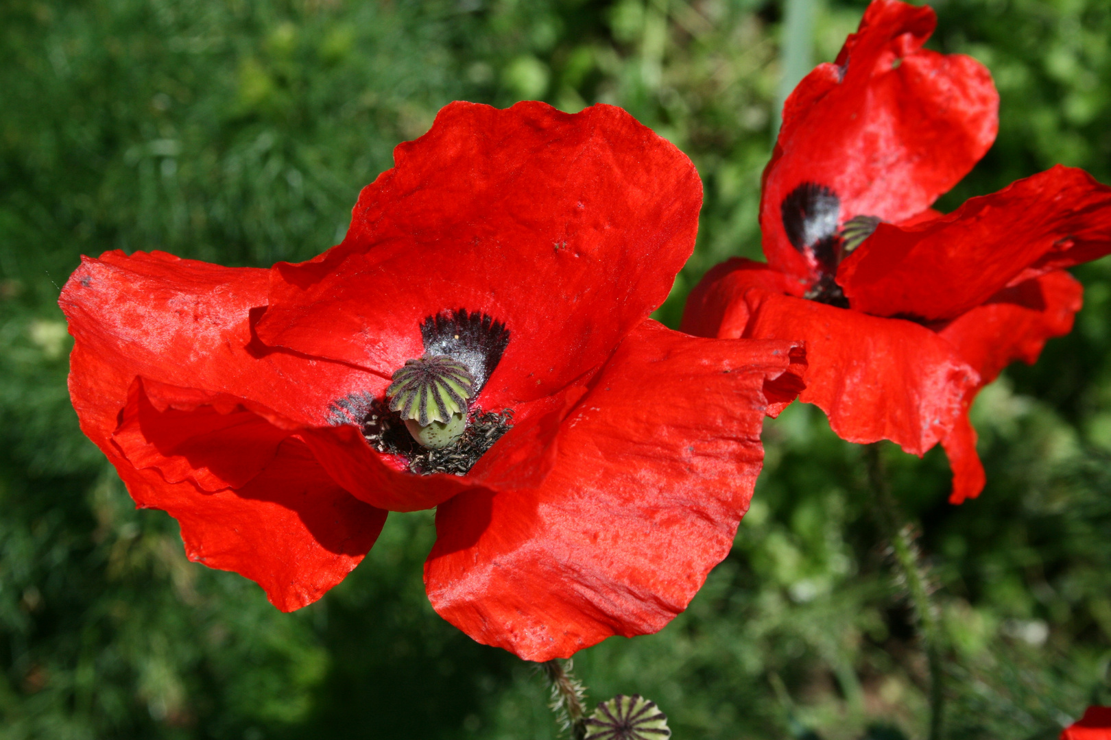 Roter Klatschmohn