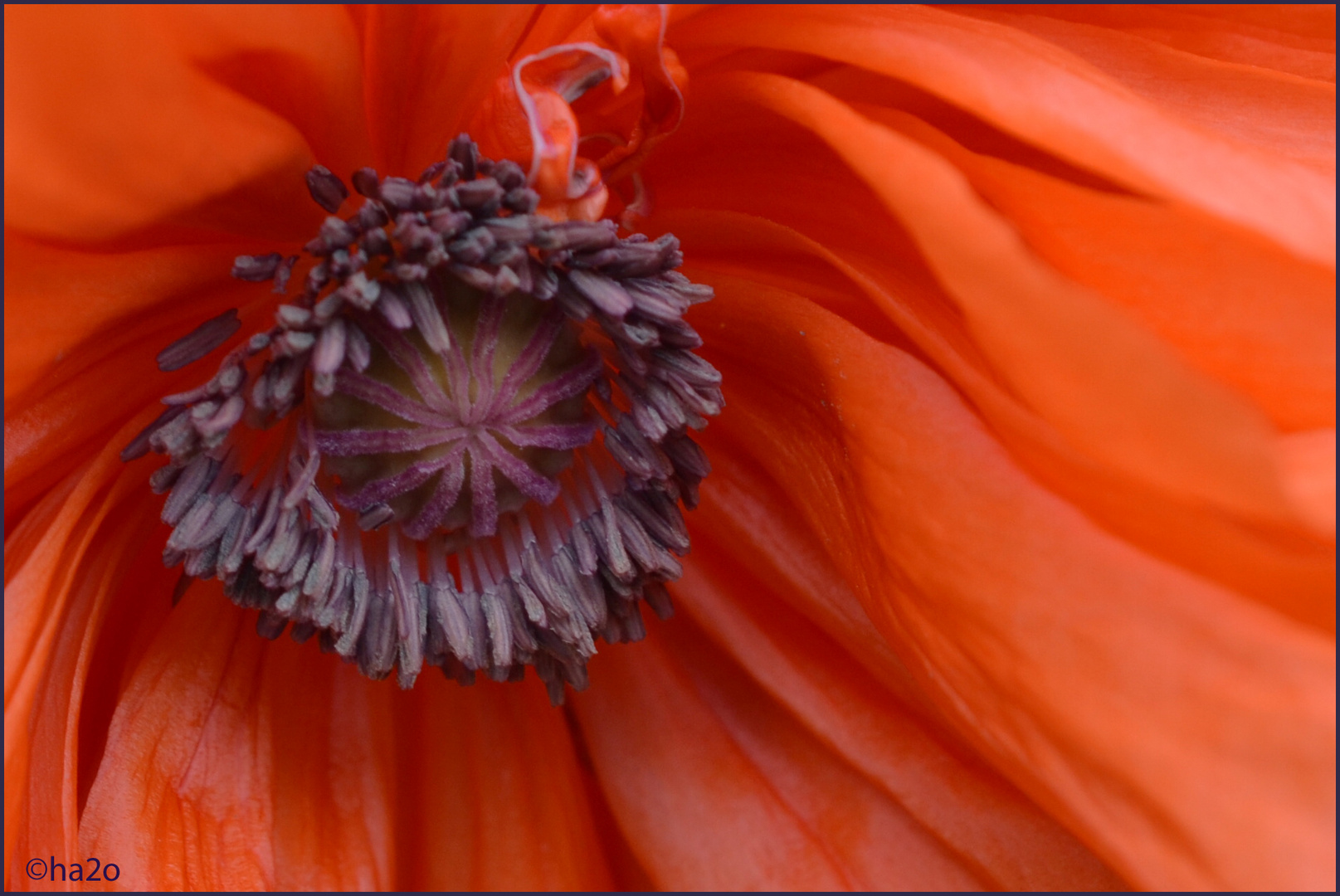 Roter Klatschmohn