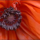 Roter Klatschmohn