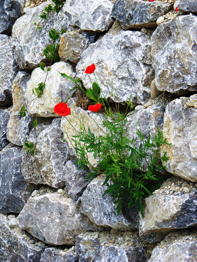 ROTER KLATSCHMOHN AN DER STEINMAUER