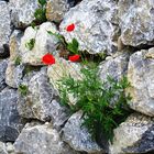 ROTER KLATSCHMOHN AN DER STEINMAUER