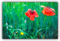 Roter Klatschmohn