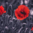 Roter Klatschmohn 