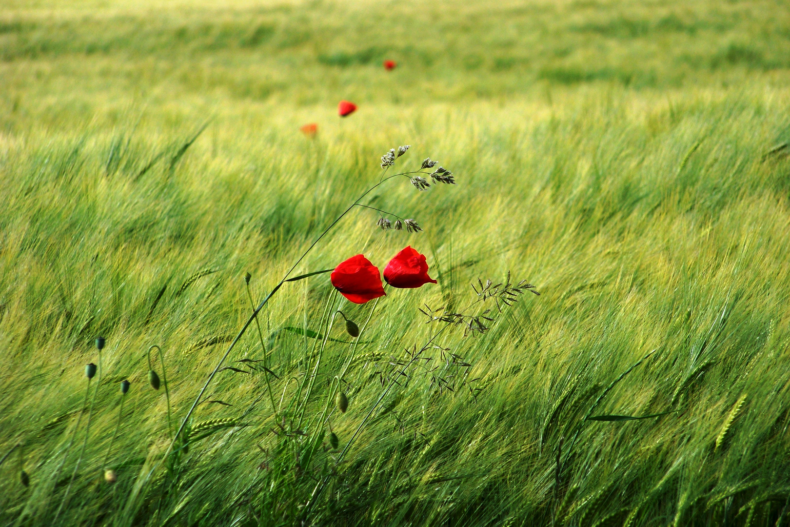 ROTER KLATSCHMOHN IM GRÜNEN