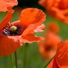 Roter Klatschmohn im Wind