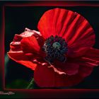 roter Klatschmohn (Papaver rhoeas)