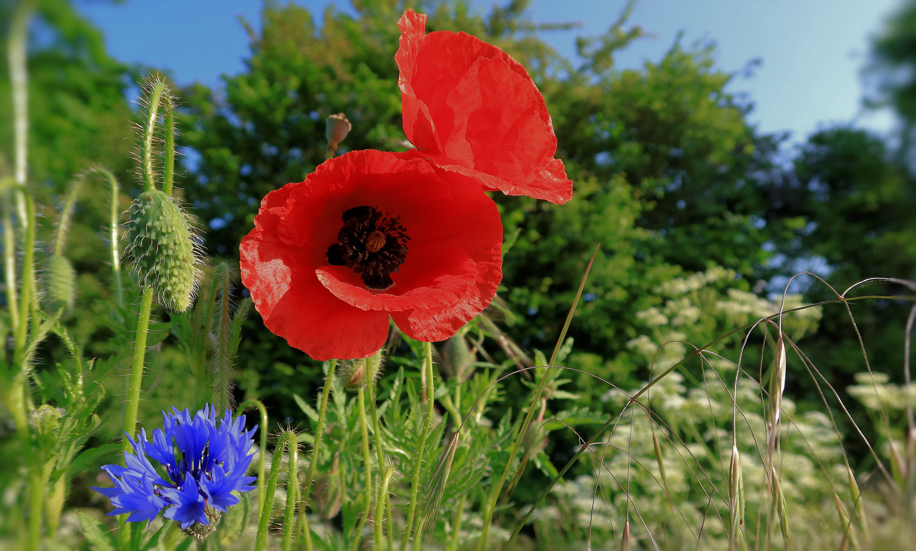 ...roter Klatschmohn und Kornblume