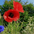 ...roter Klatschmohn und Kornblume