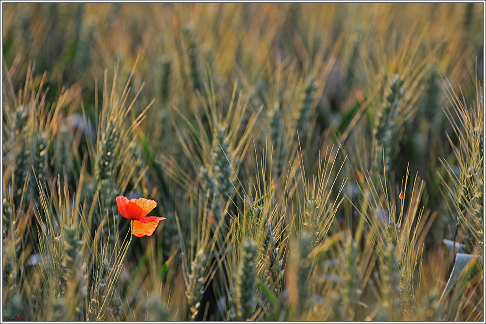 roter Klecks im Kornfeld