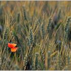 roter Klecks im Kornfeld