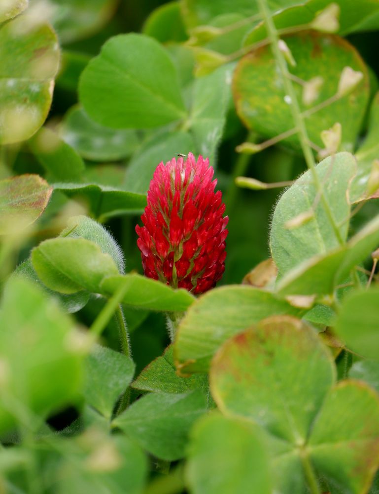 Roter Klee 1 Foto & Bild natur, blumen, jahreszeiten Bilder auf