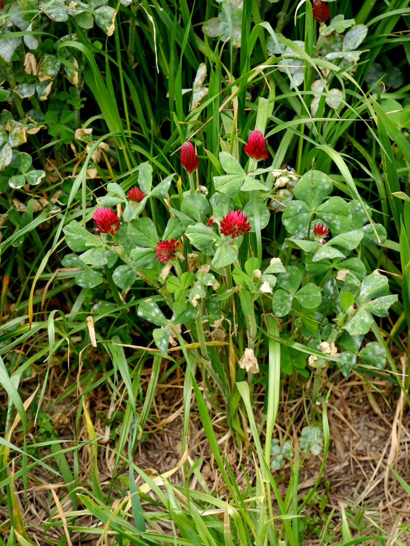 Roter Klee 2 Foto & Bild dokumentation, natur, blumen Bilder auf