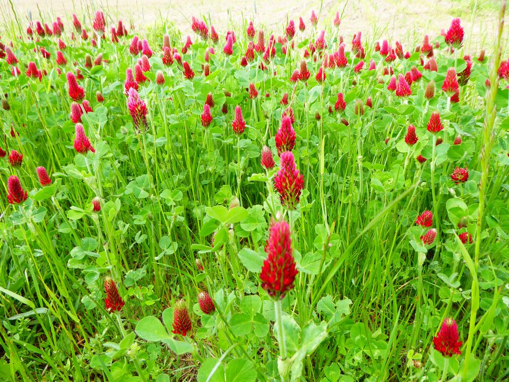 roter Klee Foto & Bild pflanzen, pilze & flechten, blüten