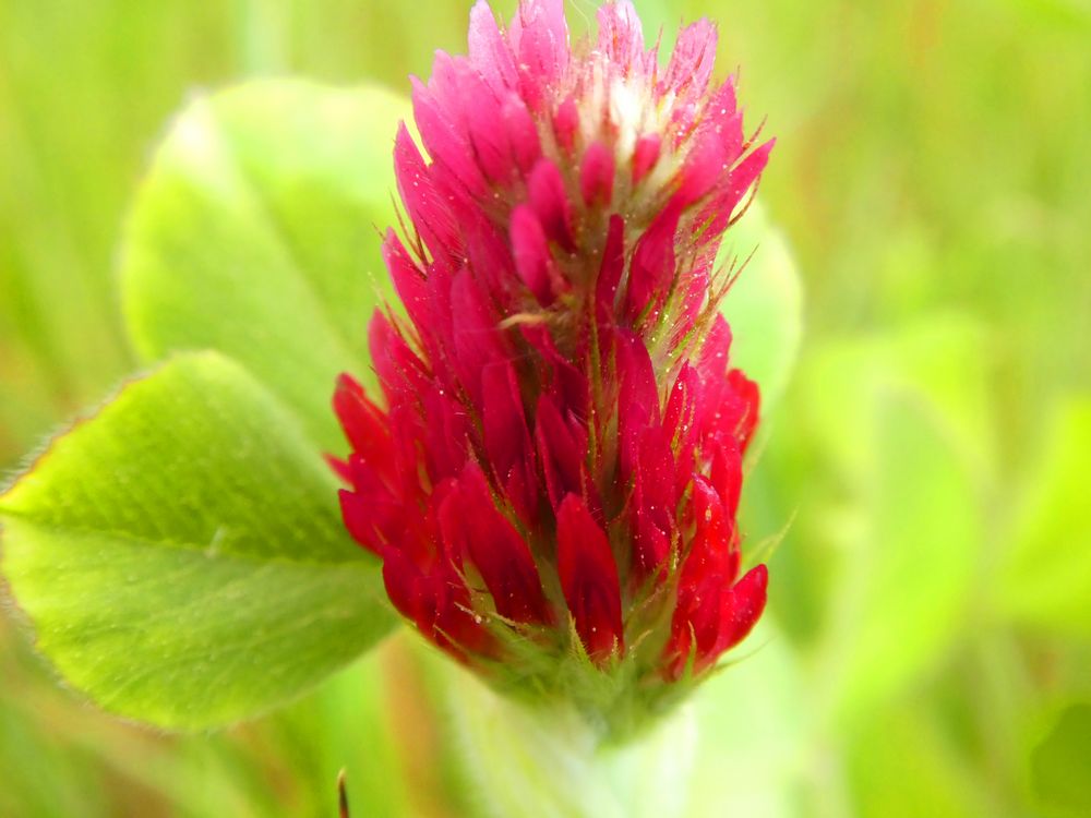 Roter Klee mit Tau Foto & Bild pflanzen, pilze & flechten, blüten