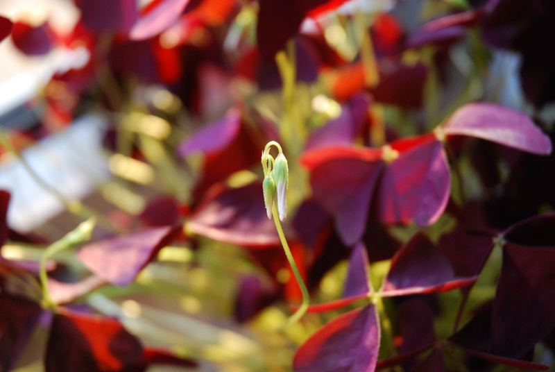 ROTER KLEE (Probefoto mit der neuen Nikon D80)